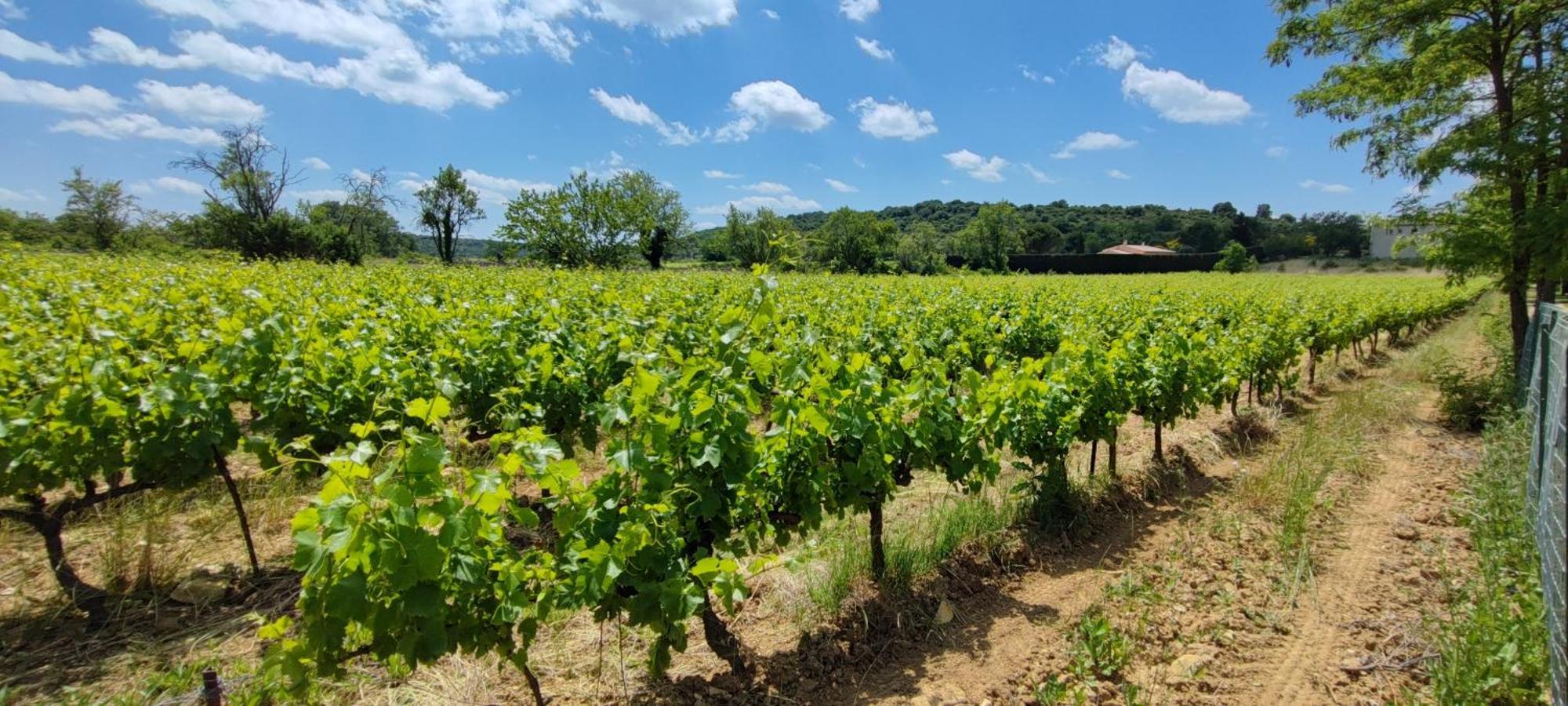 Camping Carrefour De L'Ardeche Saint-Remeze Eksteriør bilde